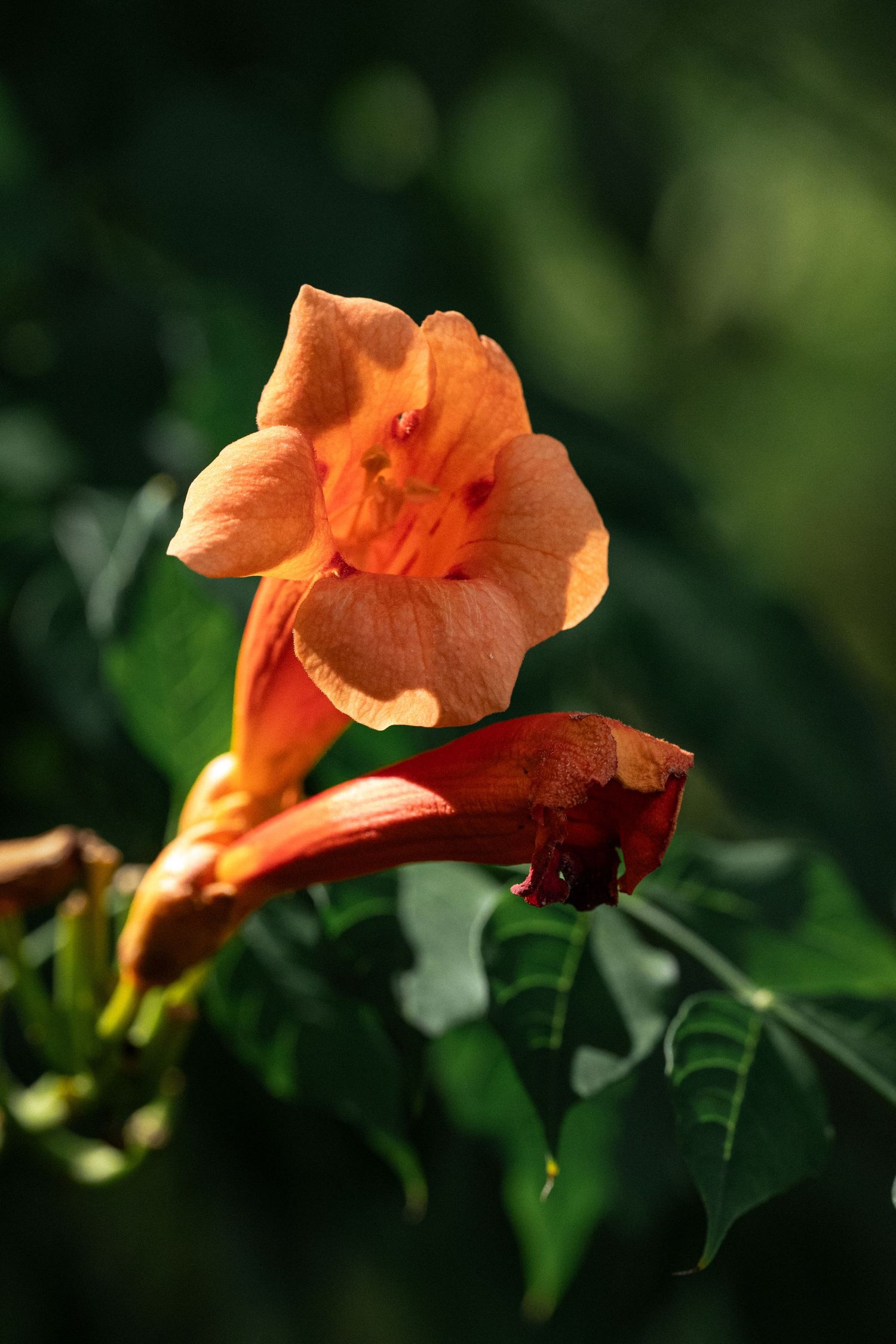 Vibrant orange trumpet vine flower in full bloom with green foliage in soft bokeh background by Ashley Renee Gallery.