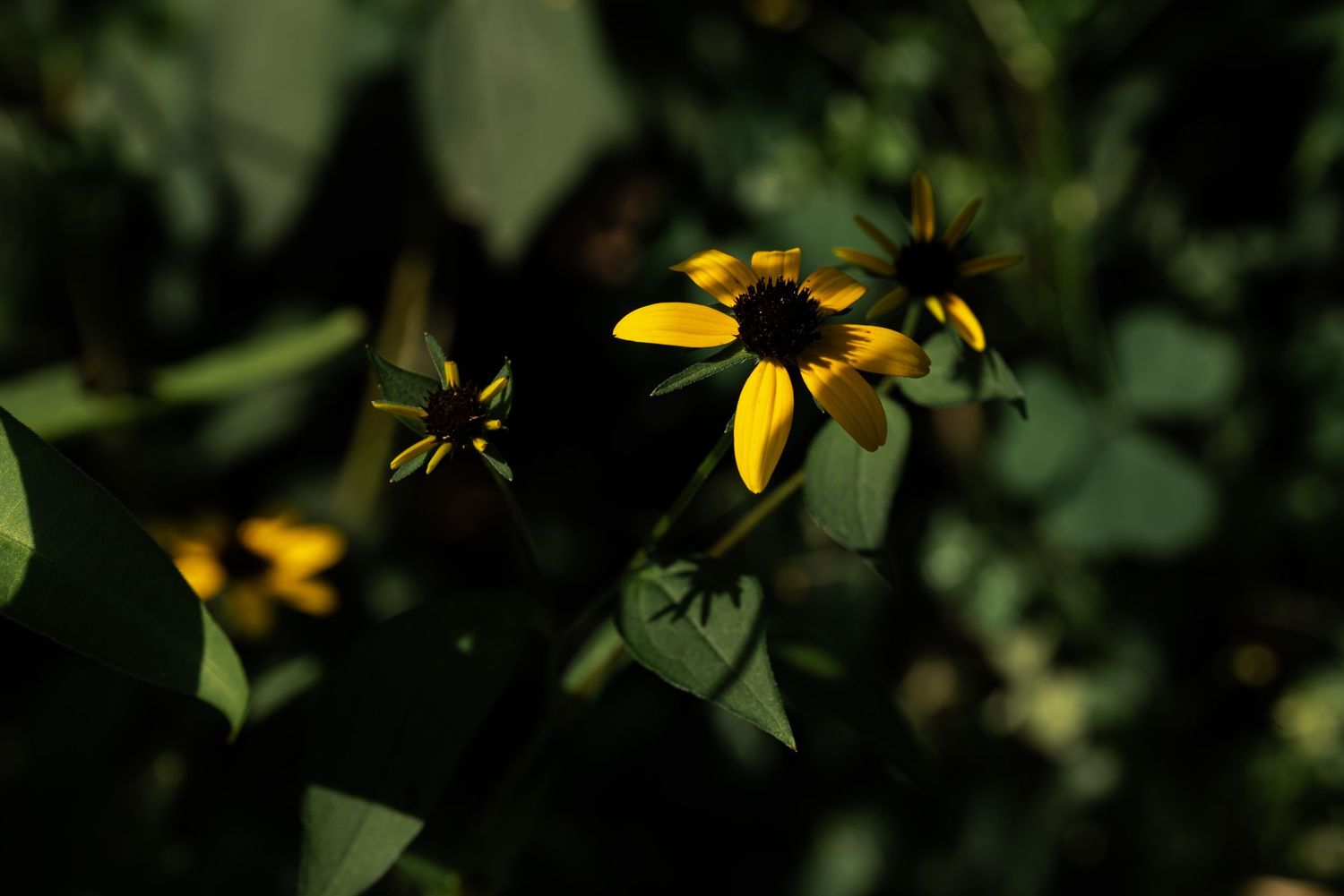 Yellow black-eyed Susan wildflowers bloom against dark green foliage in a shadowy garden setting Ashley Renee Gallery.