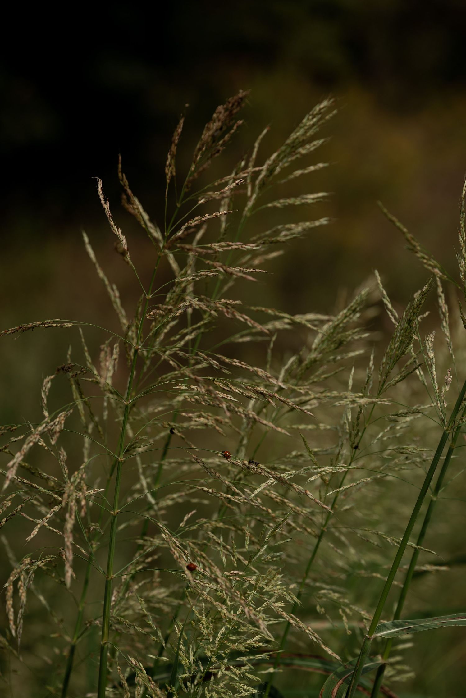 Close-up of wild grass seed heads swaying in a field, with a dark blurred green background.
