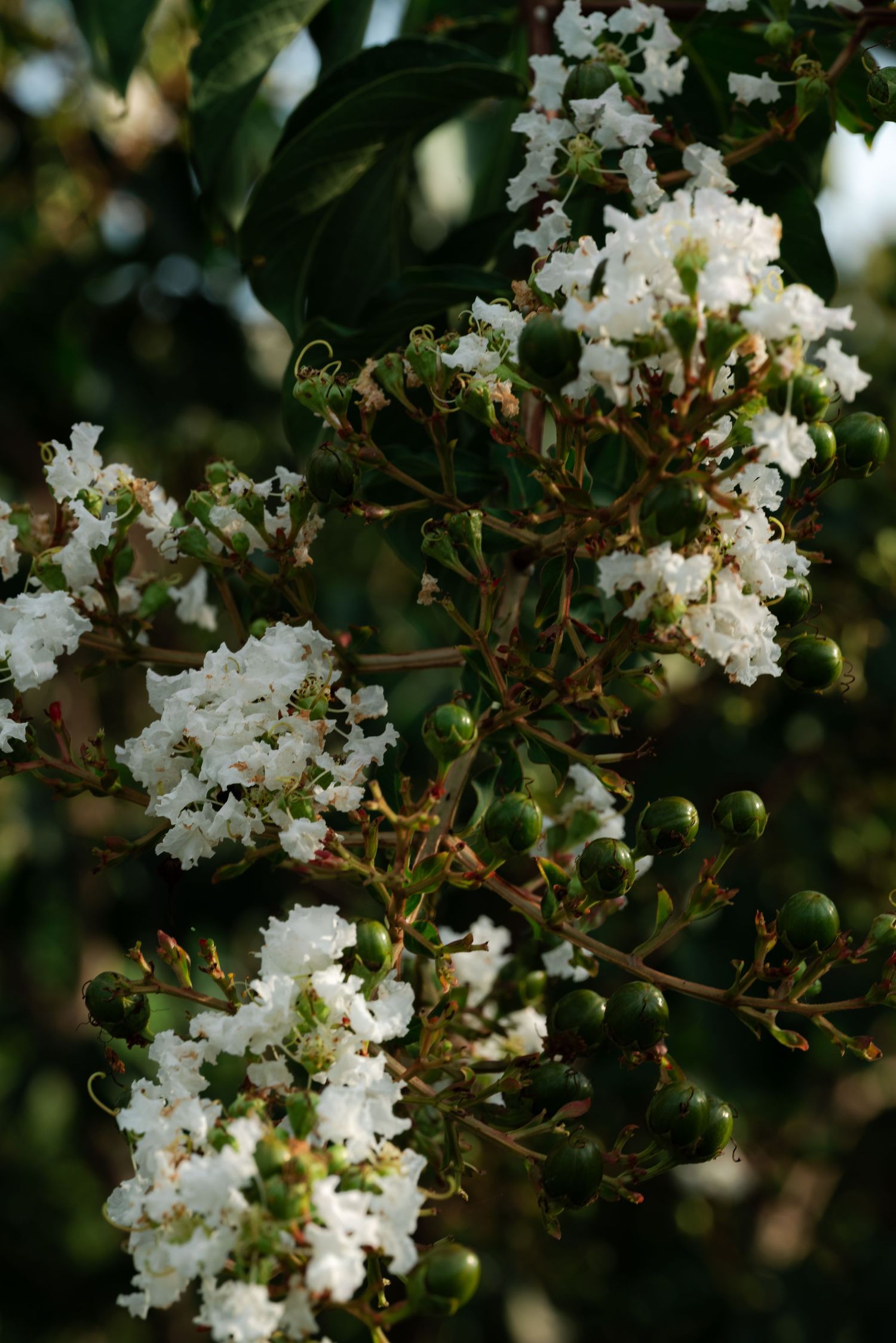 White crepe myrtle flowers blooming alongside green buds on branches with dark green foliage in the background by Ashley Renee Gallery.