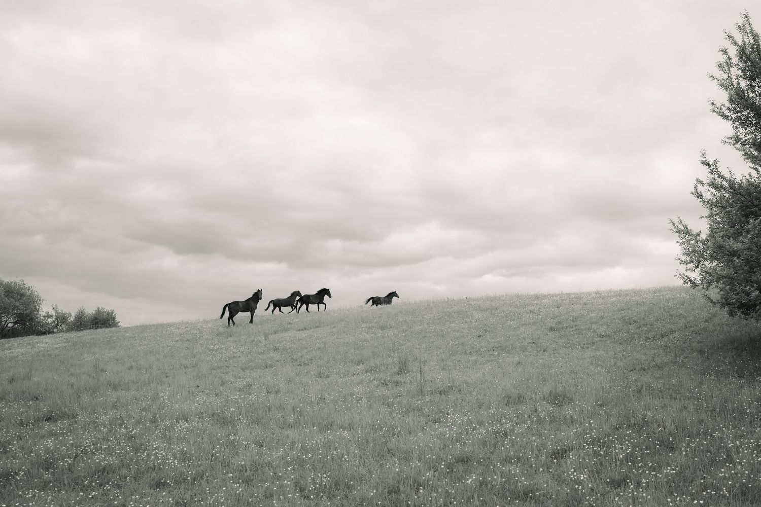 Four dark horses run freely across a vast grassy landscape beneath an overcast sky in black and white.
