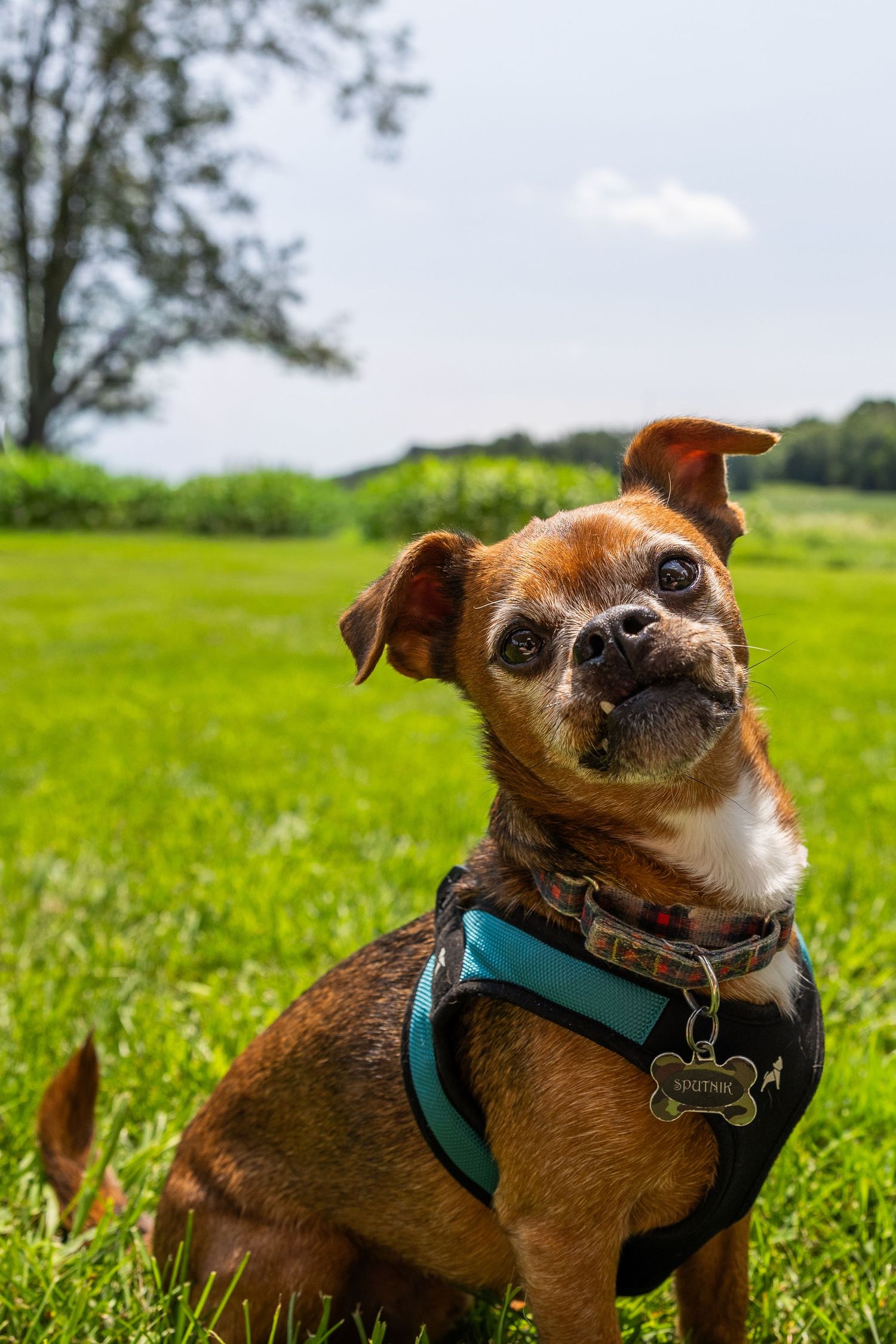 Small brown dog wearing a teal harness and collar sits attentively in a lush green field on a sunny day.