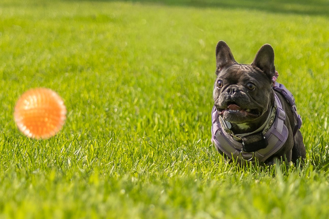 A French Bulldog lying on green grass eagerly watching an orange ball mid-air on a sunny day.