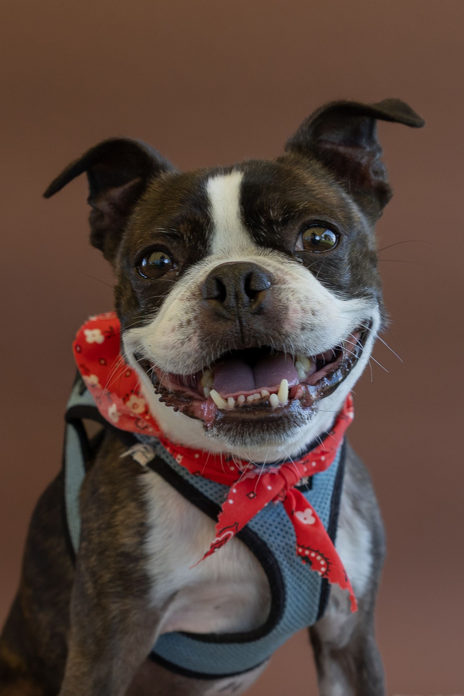 A happy Boston Terrier wearing a red bandana and blue harness smiles at the camera against a brown background.