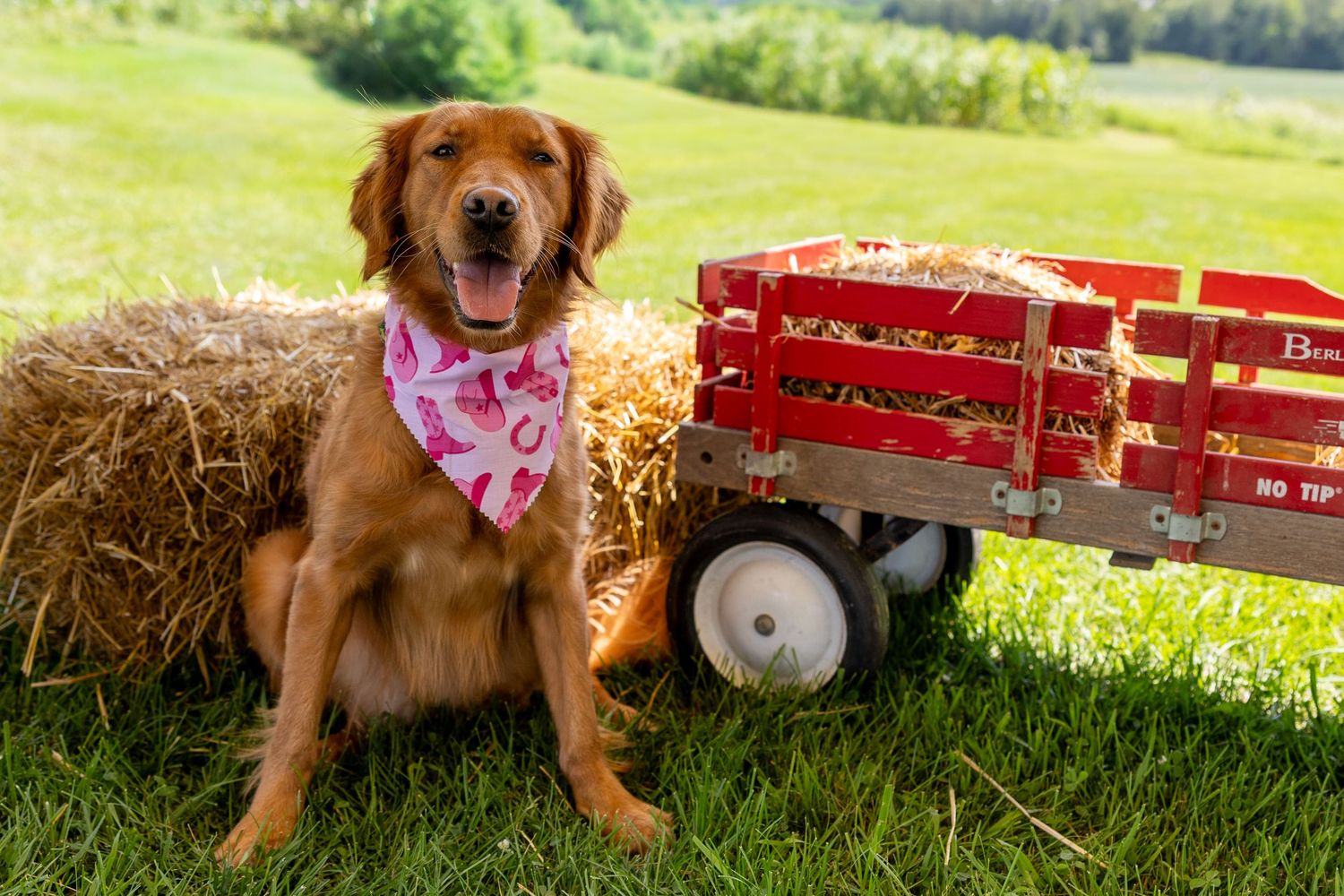 Golden retriever wearing pink bandana sits on grass beside hay bale and red wagon on sunny farm day.