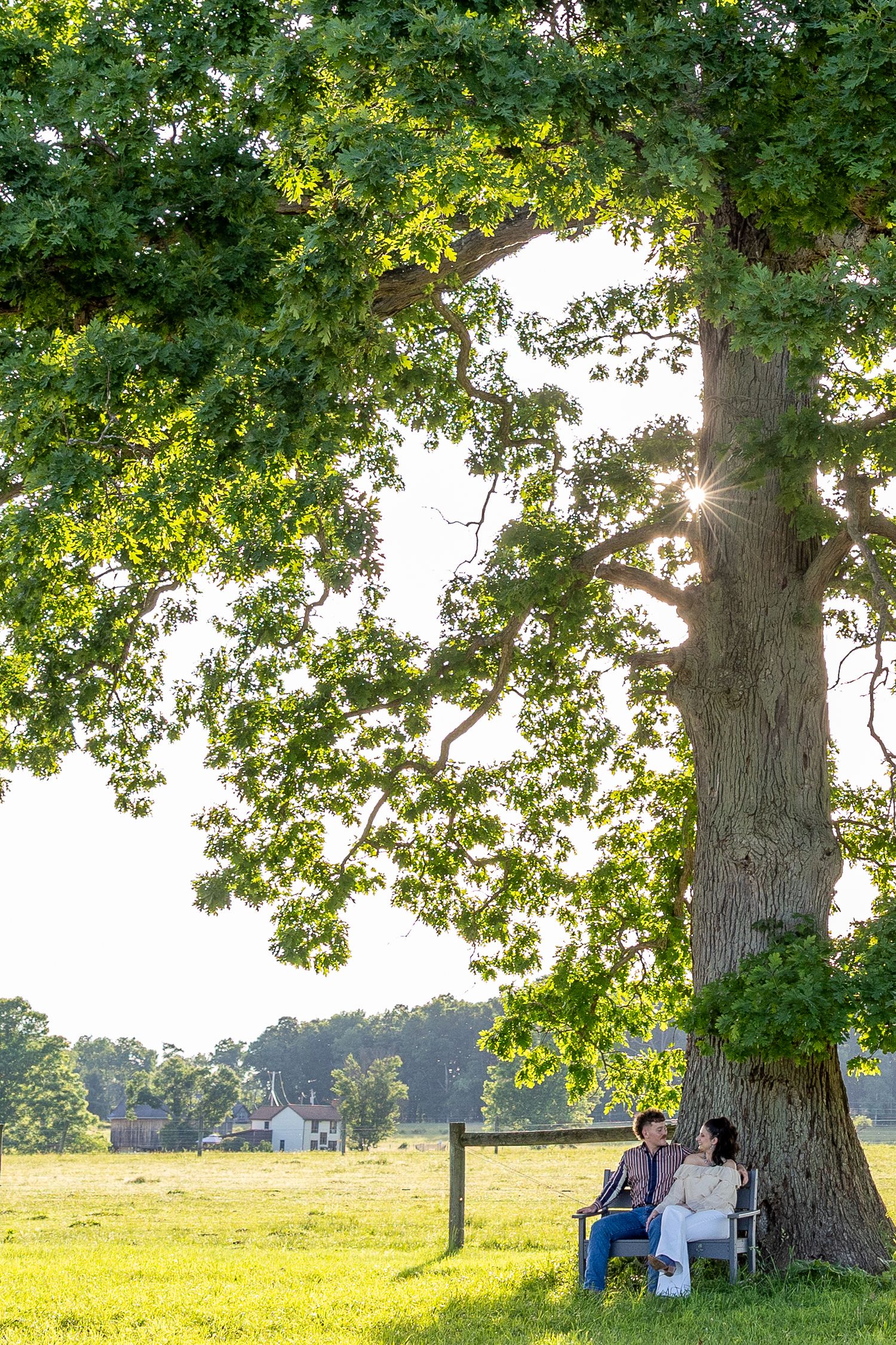 Couple sitting together on a bench under a large oak tree in a sunny green pasture.
