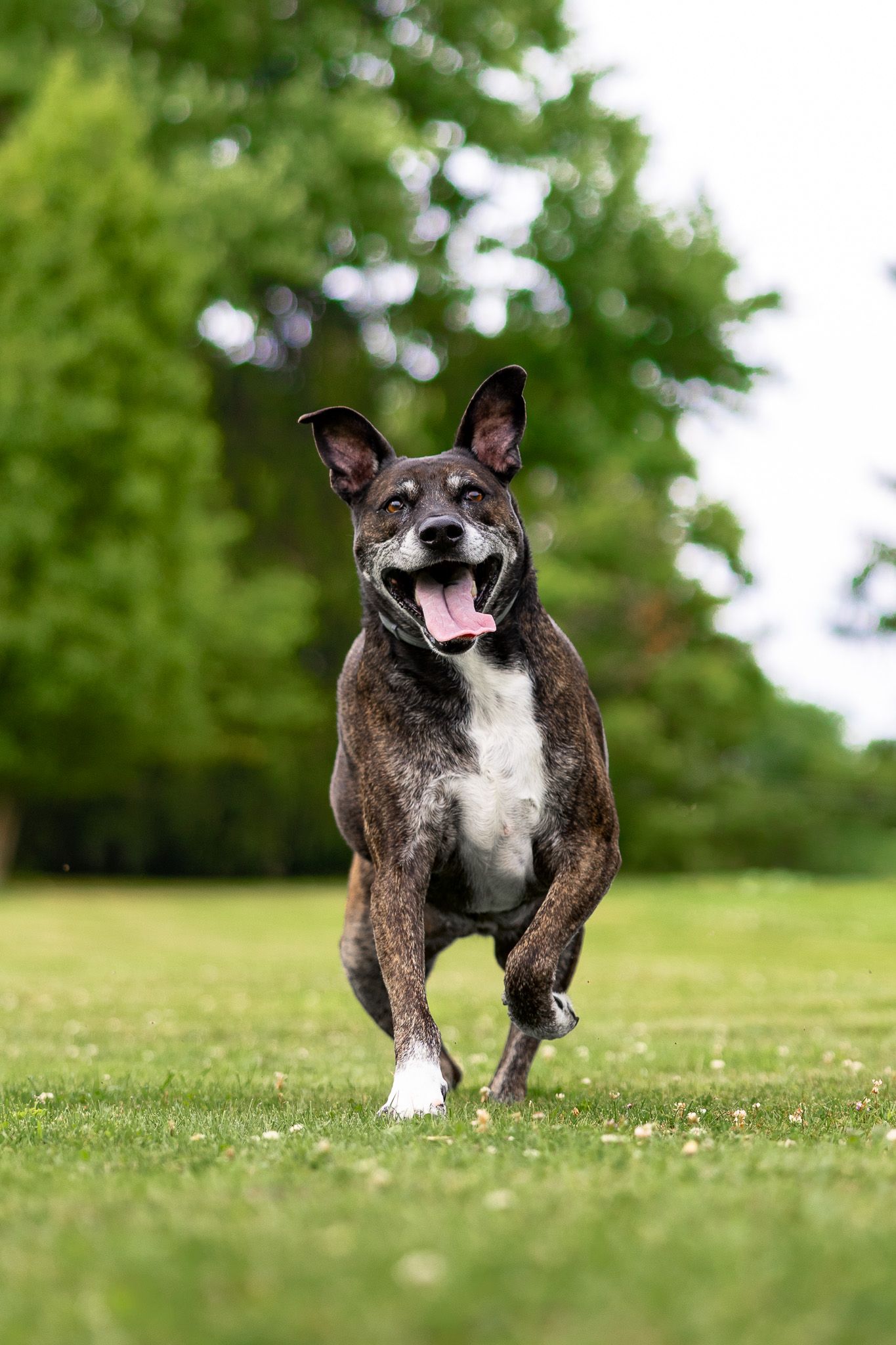 A happy brindle dog runs across green grass in a park with tongue out and ears up on a cloudy day.