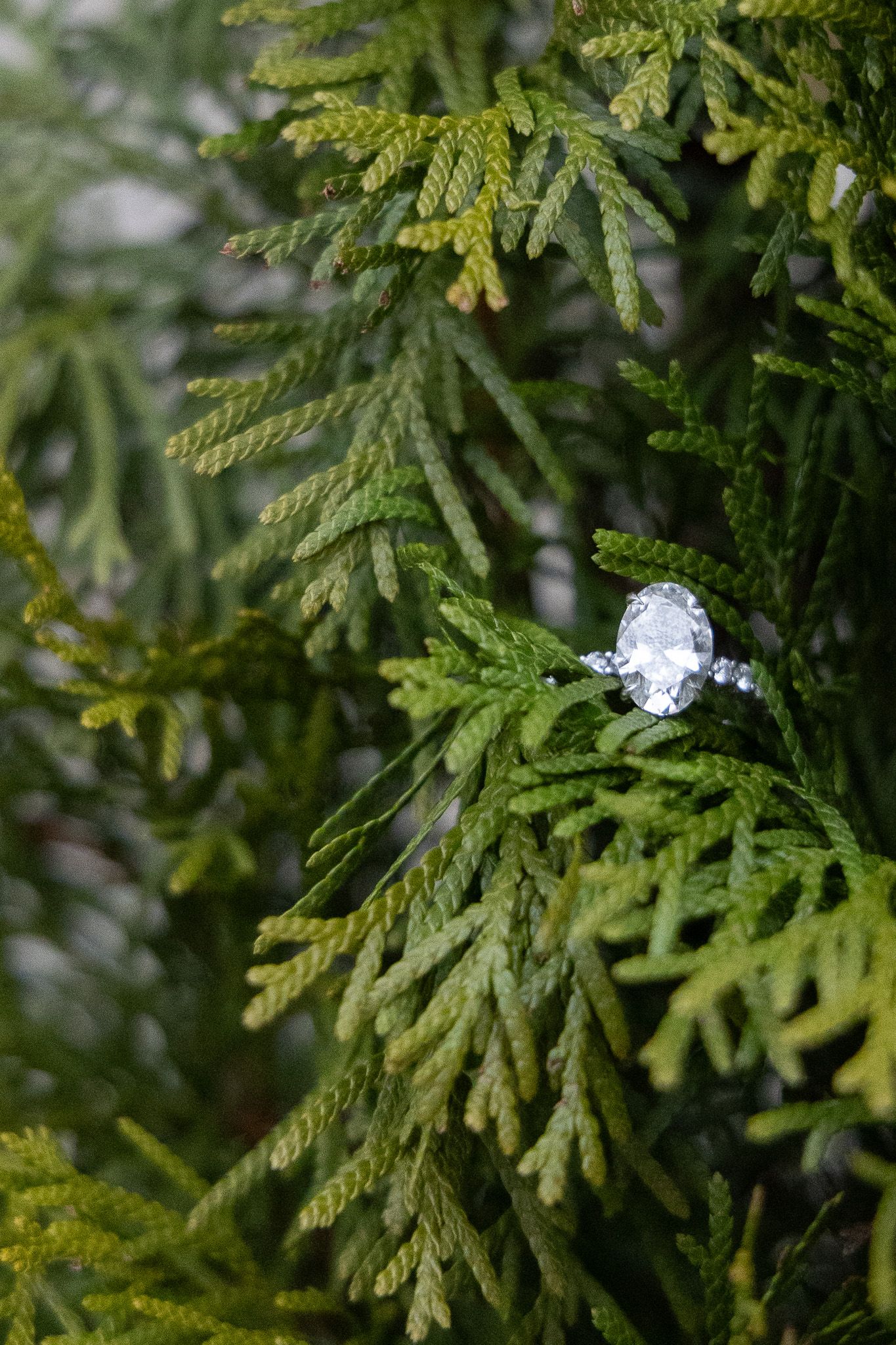 Diamond engagement ring resting in lush green cedar tree branches.