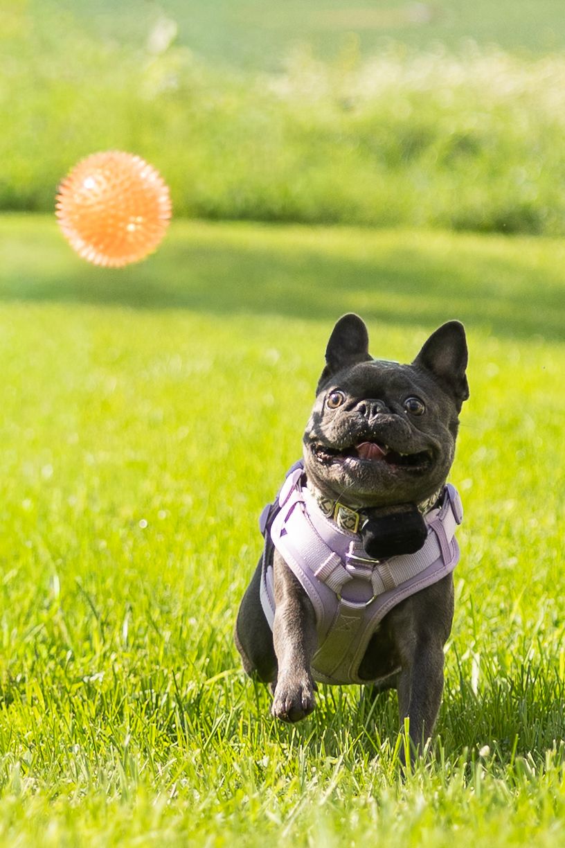 Black French Bulldog wearing a purple harness playing fetch with an orange spiked ball on green grass.