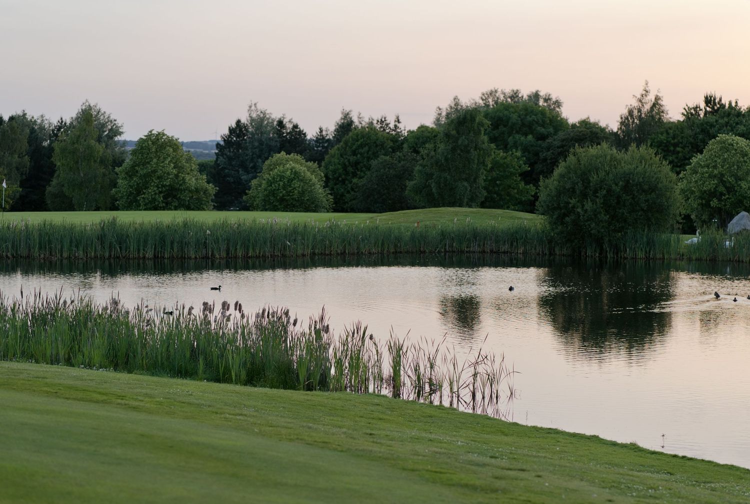 Peaceful golf course lake at dusk surrounded by reeds, willow trees and manicured fairway.