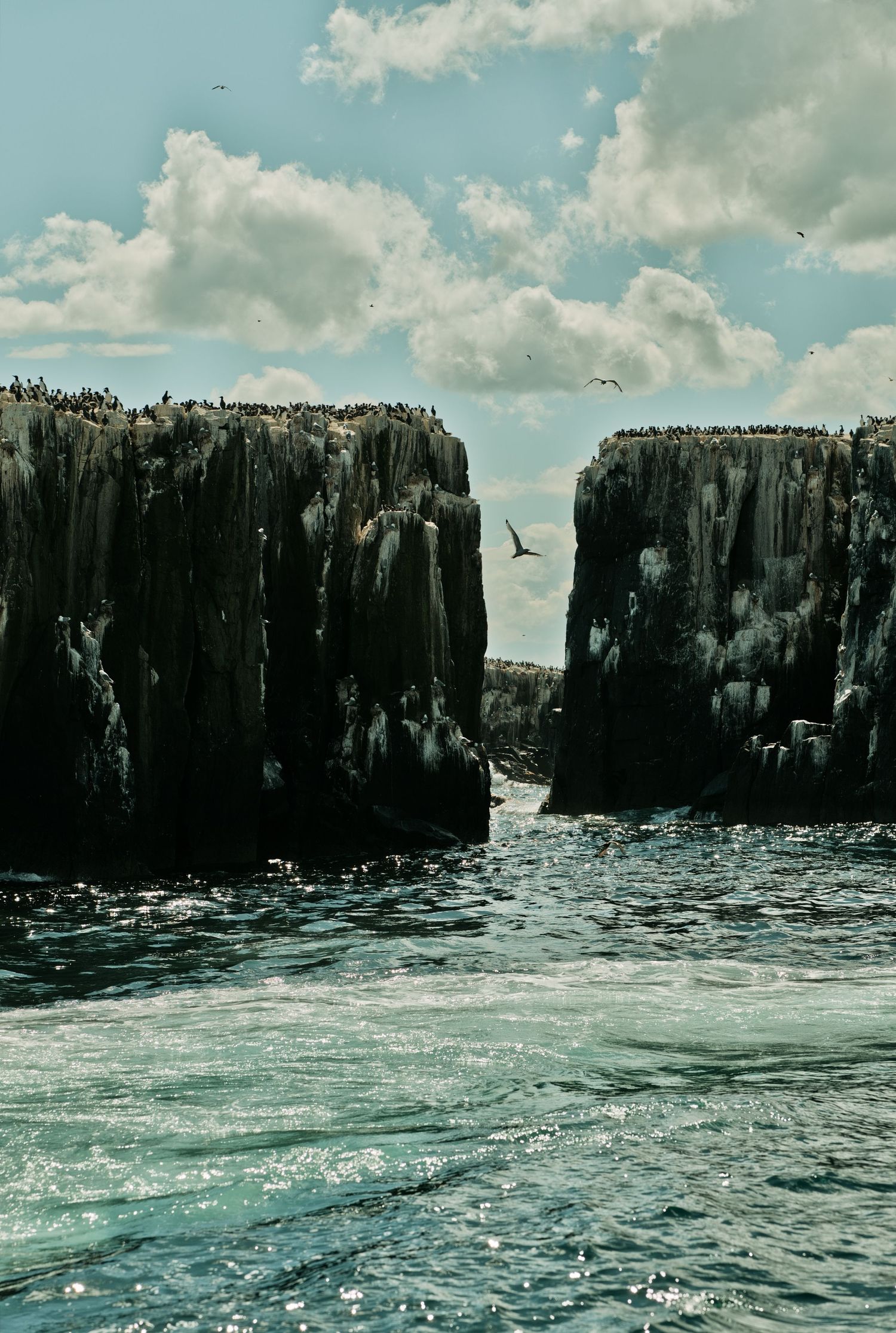 Dramatic rocky sea cliffs with seabirds flying between towering stone formations over ocean waves.