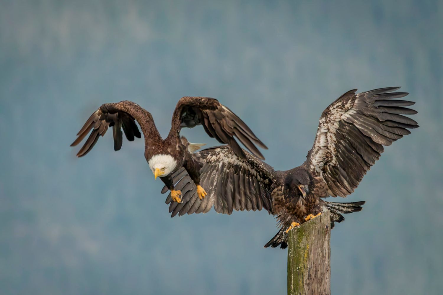 Canon EOS 80D using a 150-600mm F5-6.3 DG OS HSM | Contemporary 015 lens at 600mm
1/4000s · f/7.1 · ISO 6400 · 0 EV
Lightroom Classic + Phot