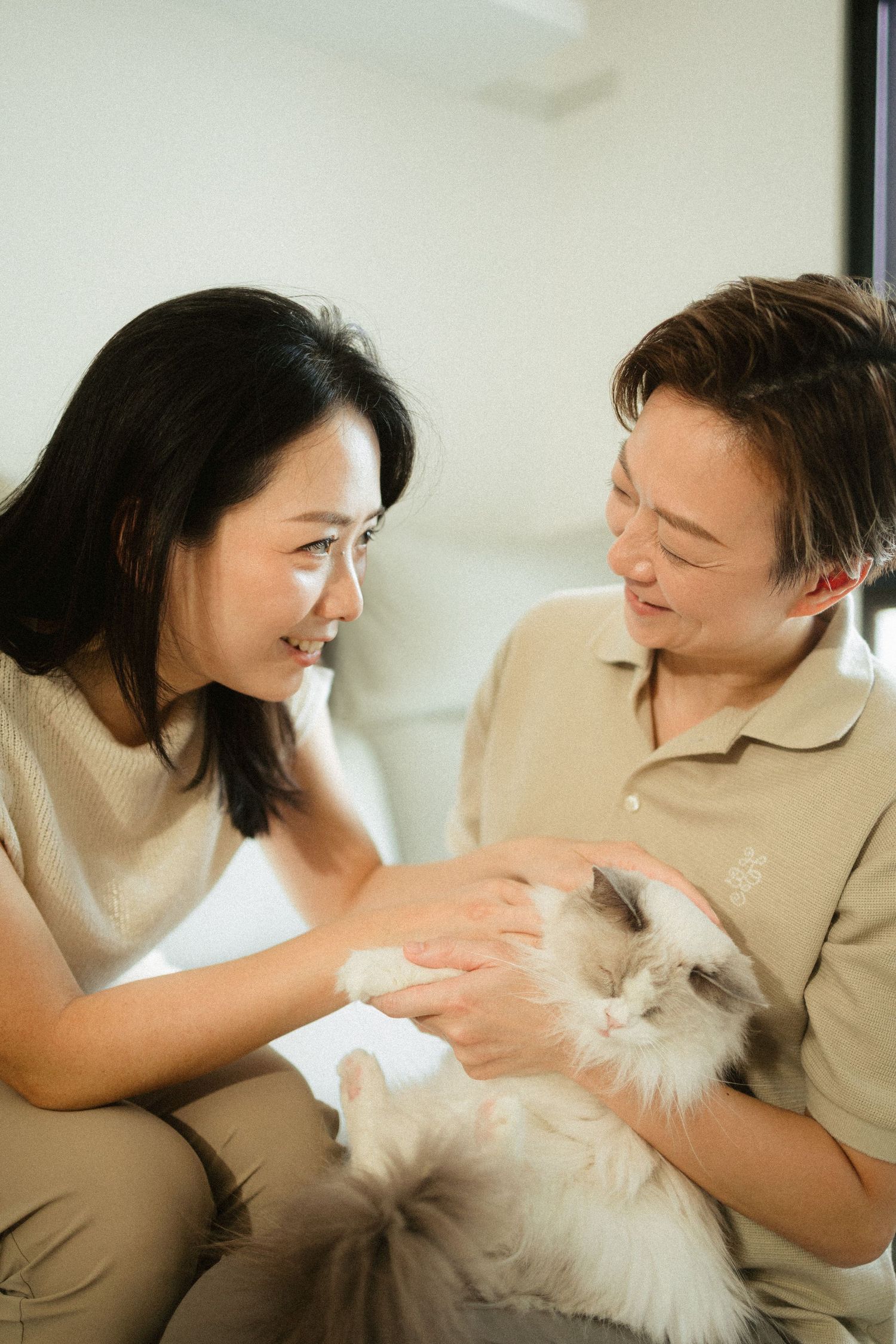 Two people smiling at each other while petting a fluffy Ragdoll cat indoors.