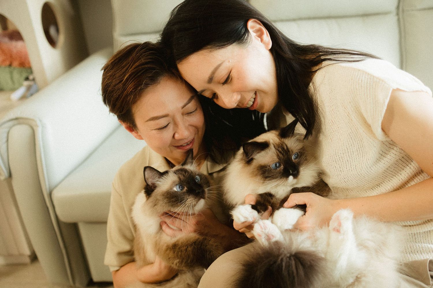 Two Asian women smiling while cuddling three fluffy Ragdoll cats on a white leather sofa.