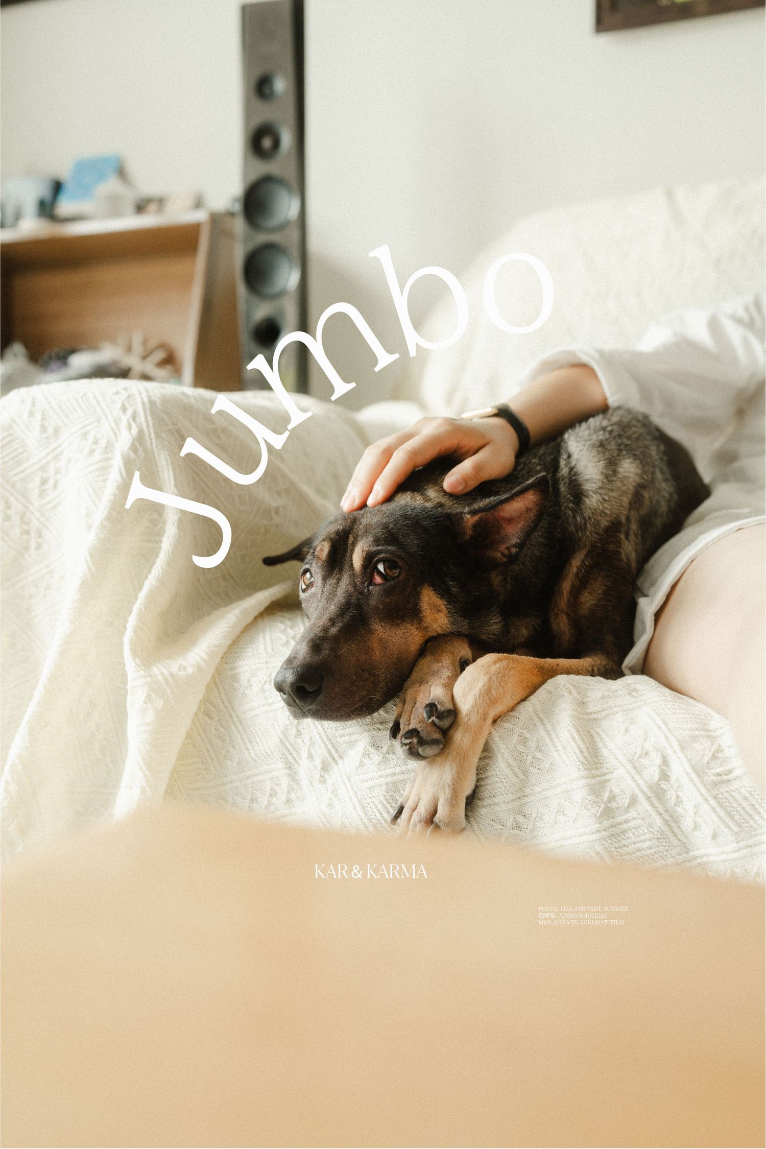 A dark-colored dog resting on a white bed while being petted, with the word Jumbo overlaid in white text.