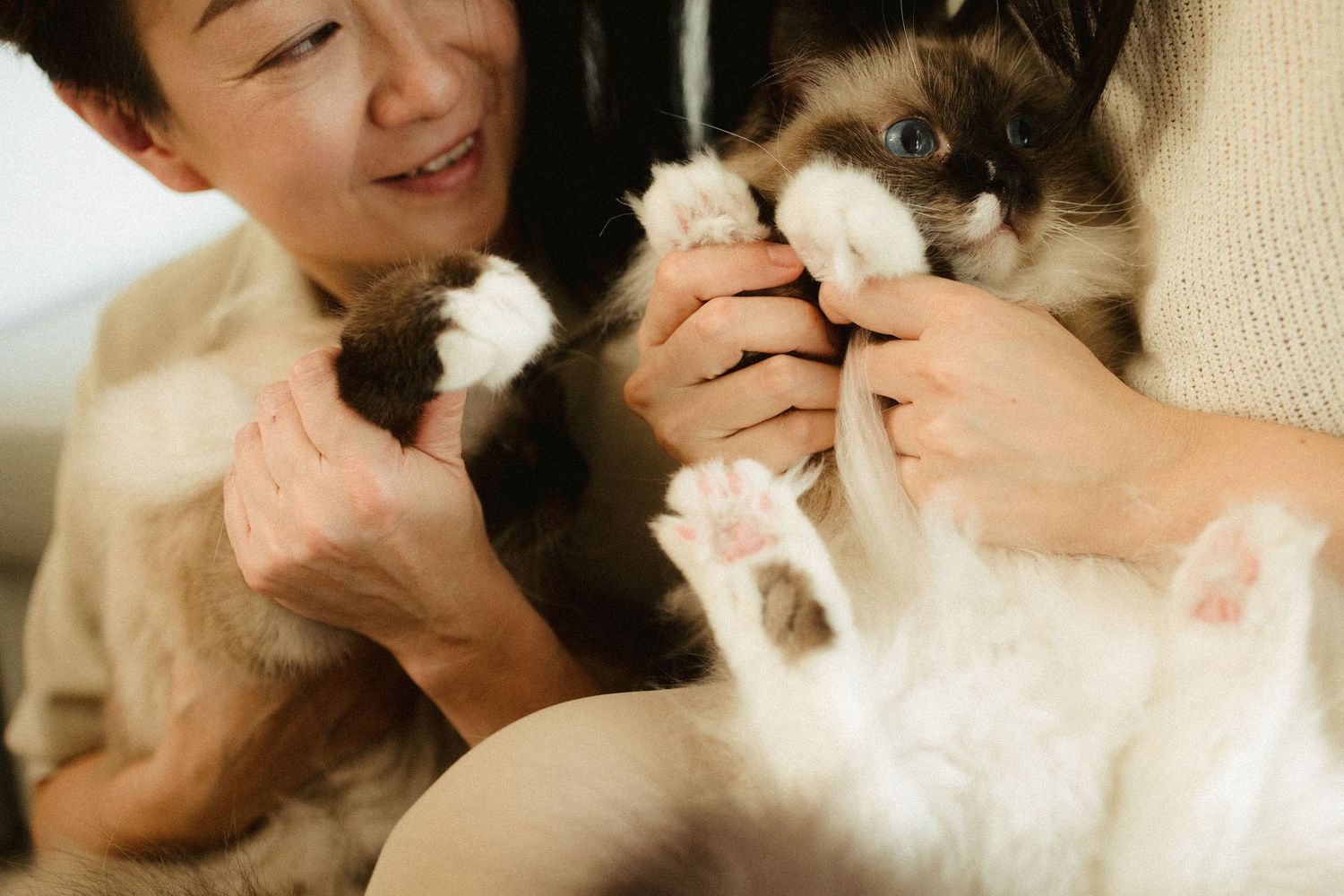 Two people playfully holding a fluffy Ragdoll cat showing its white paws indoors.