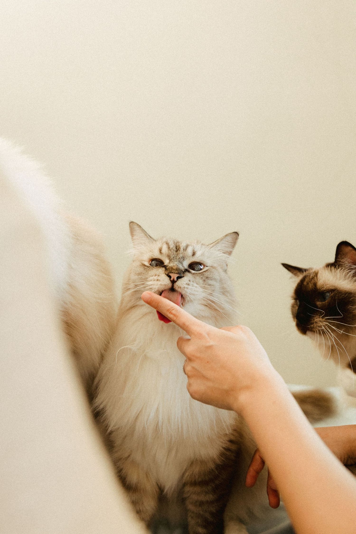 Person touching the chin of a fluffy white Ragdoll cat with another cat visible in background.