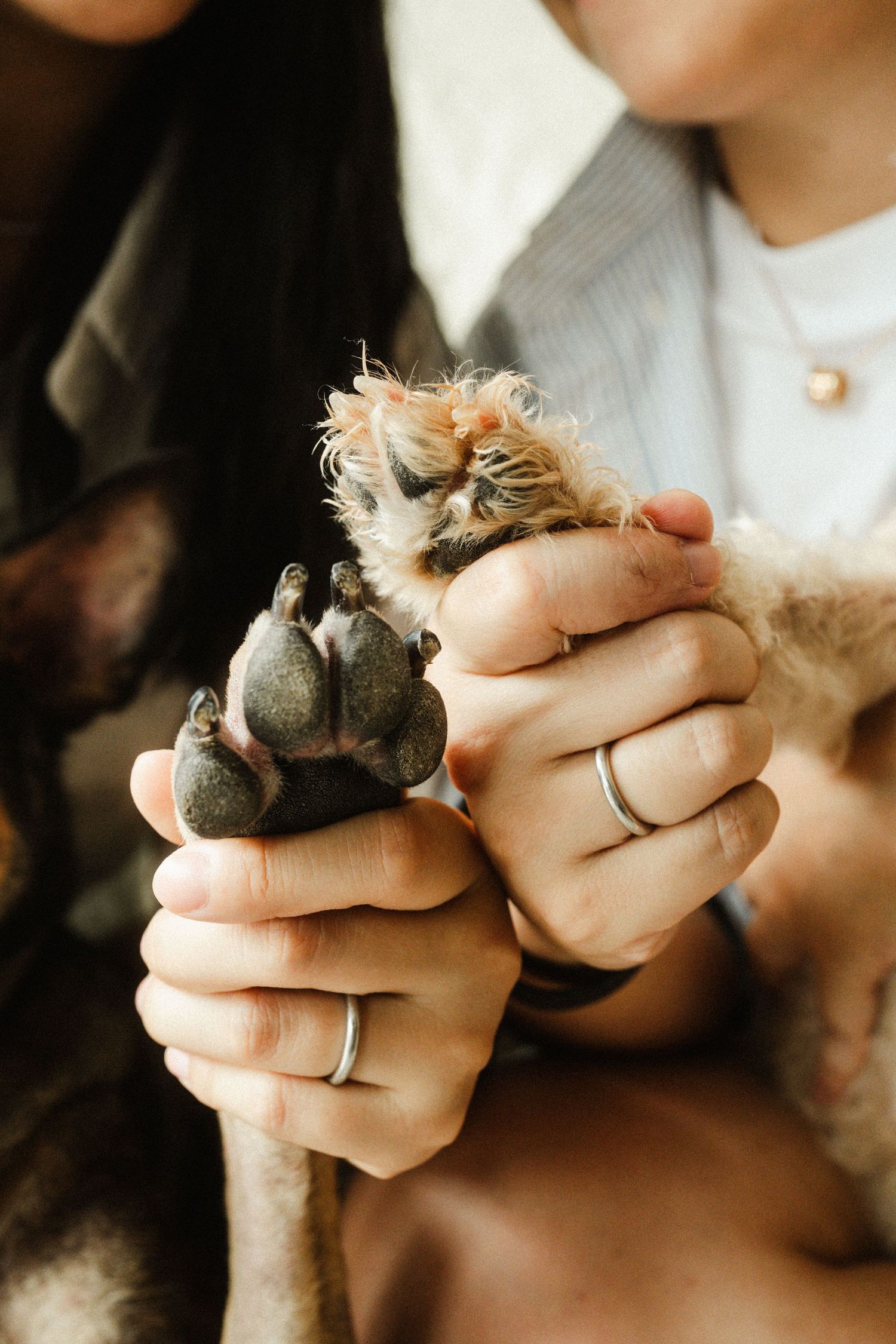 Close-up of couple holding their two dogs paws together, both wearing matching silver rings.
