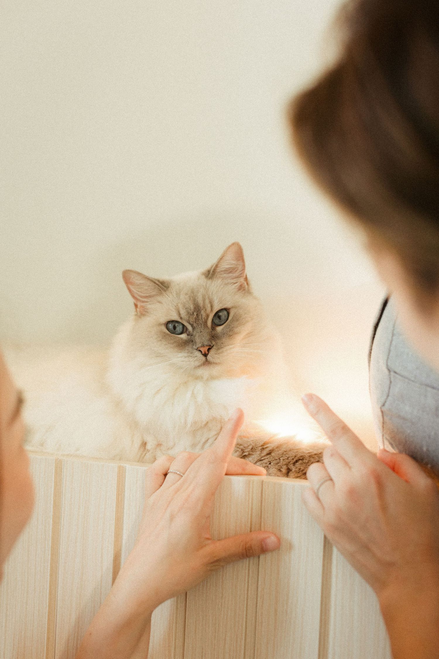 Two people gently reaching toward a blue-eyed white Ragdoll cat resting on a wooden shelf.
