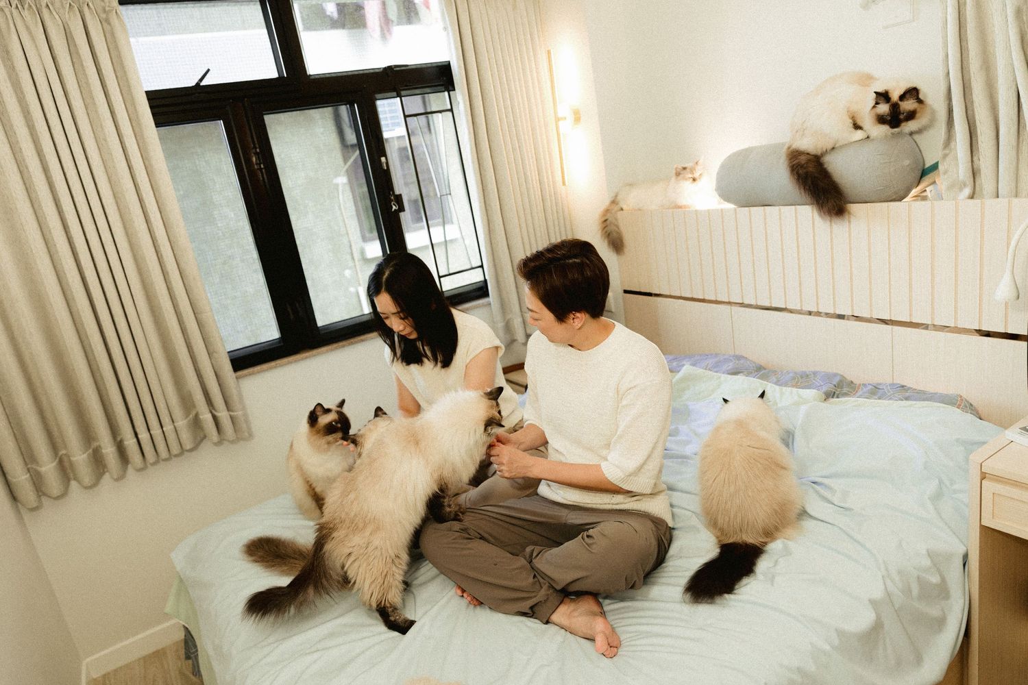 Couple sitting on a bed surrounded by fluffy Ragdoll and Siamese cats in a bright bedroom.