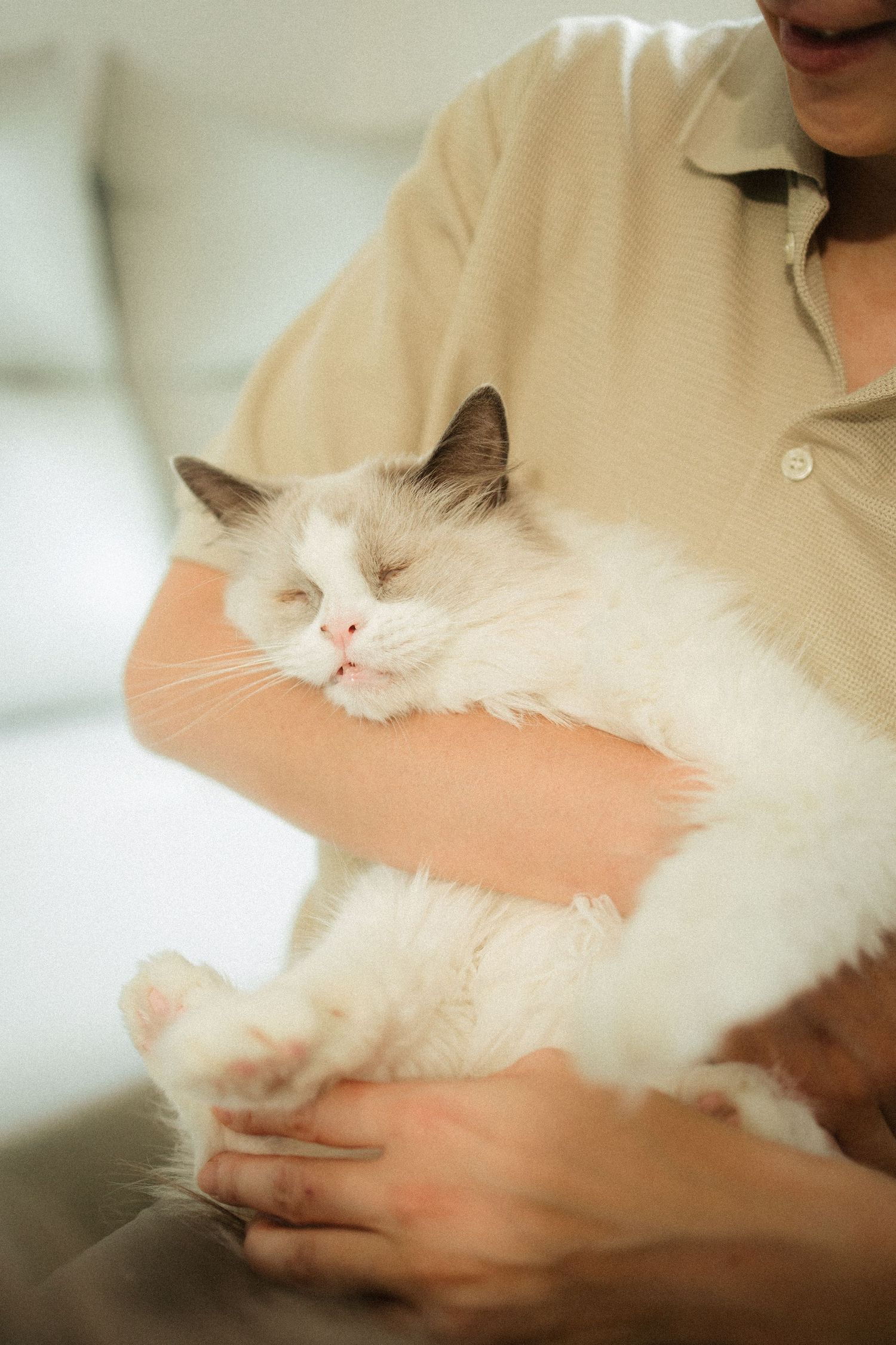 Person in beige polo shirt cradling a fluffy white Ragdoll cat.