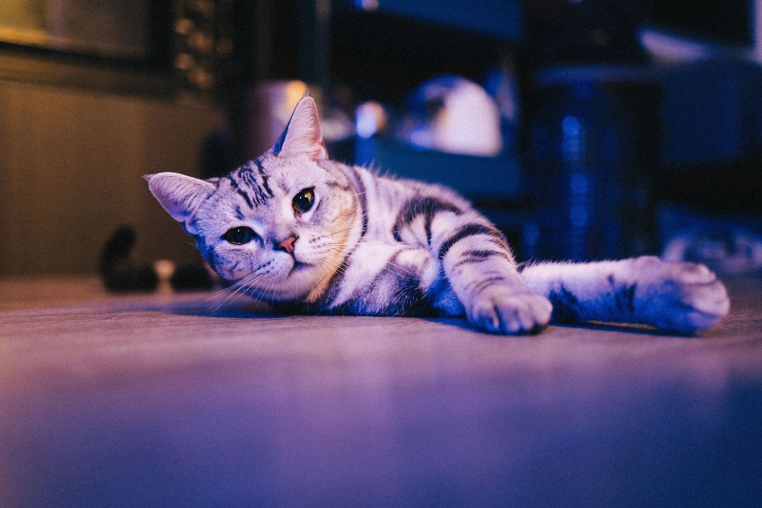 Striped tabby cat relaxing on a wooden floor bathed in purple ambient light.