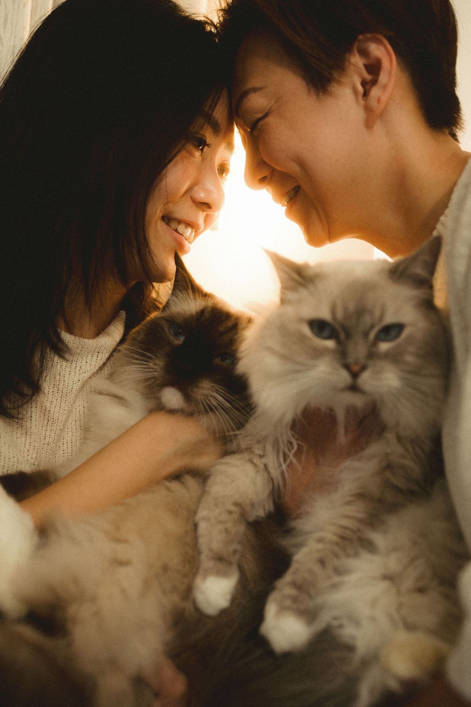 A couple smiling face-to-face while holding two fluffy Ragdoll cats in warm backlit light.