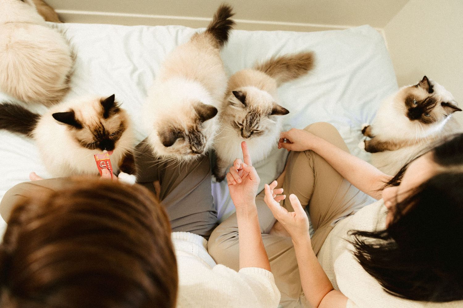 Overhead view of two people on a bed interacting with four Ragdoll cats climbing over them.