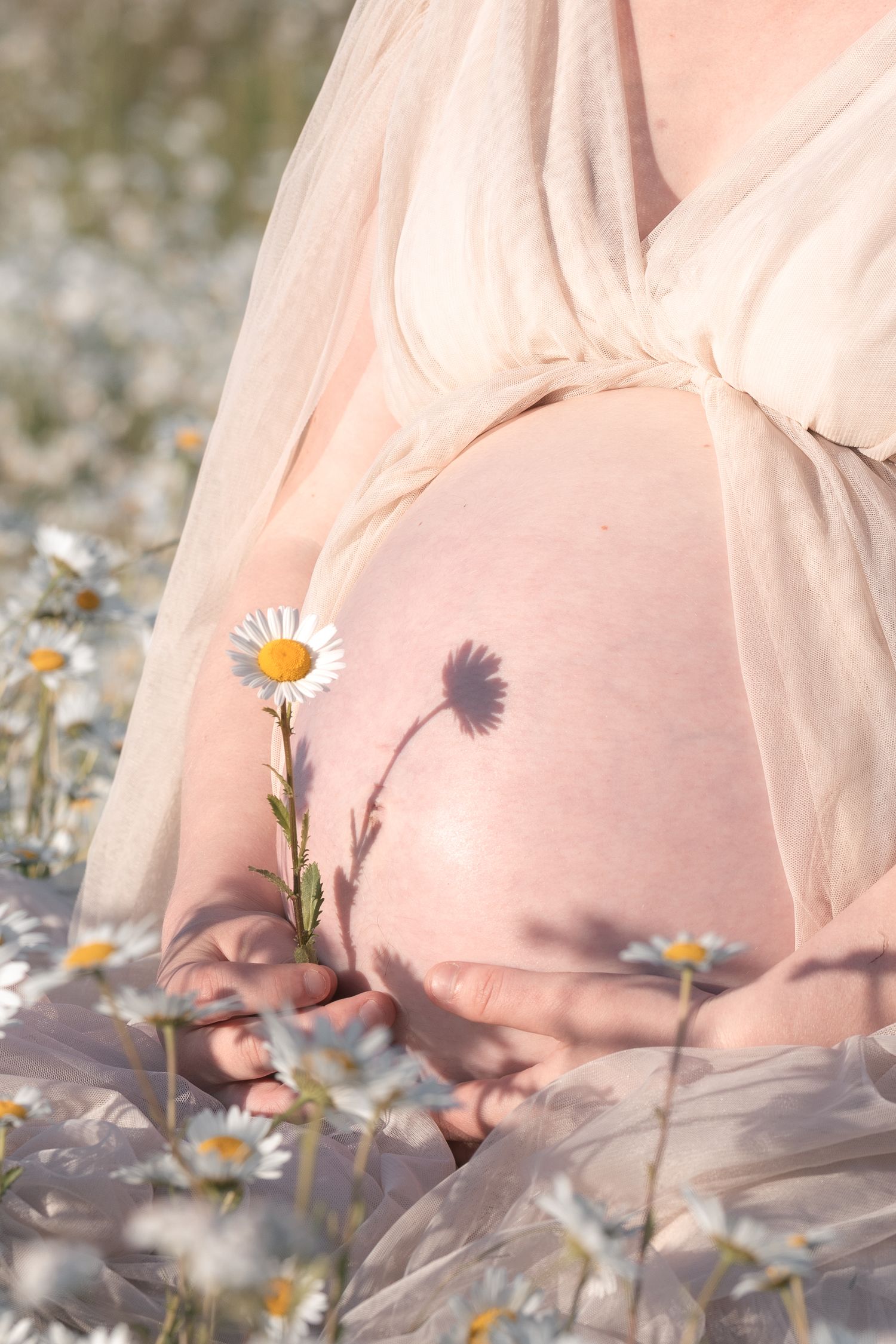 Close-up of pregnant belly with a daisy flower held gently in a blooming chamomile field.