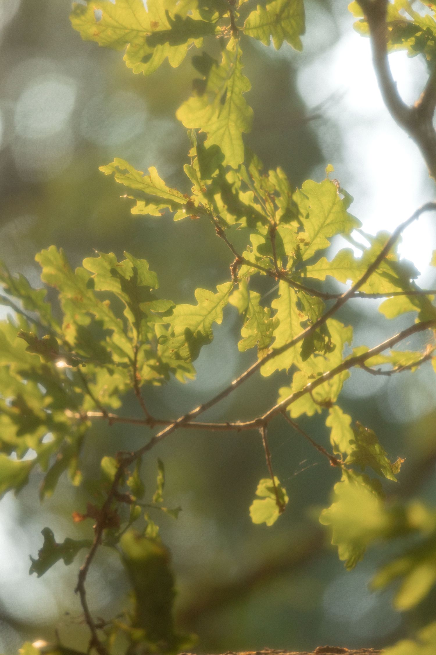 Sunlit green oak leaves on slender branches with soft bokeh background in a forest setting.
