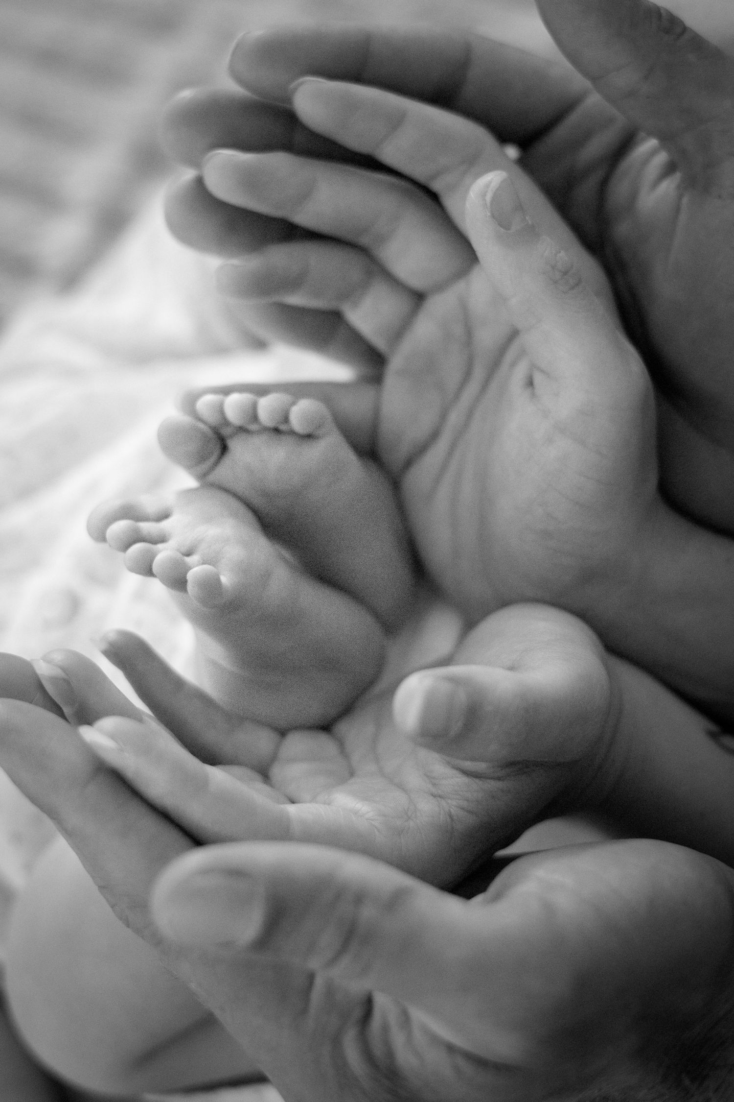 Black and white photo of tiny newborn baby feet cradled gently in two adult hands.