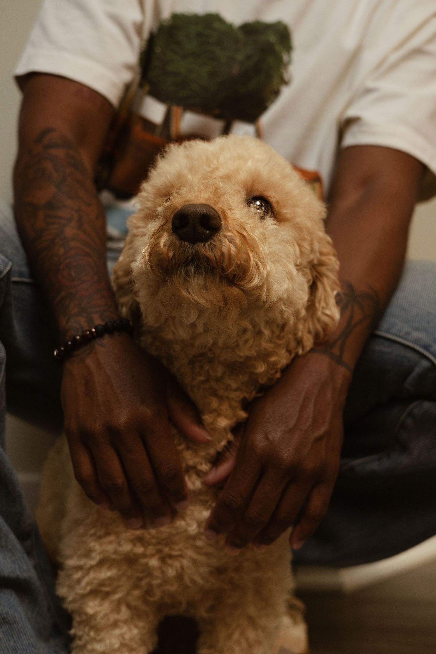 Tattooed hands gently holding a fluffy golden doodle puppy.