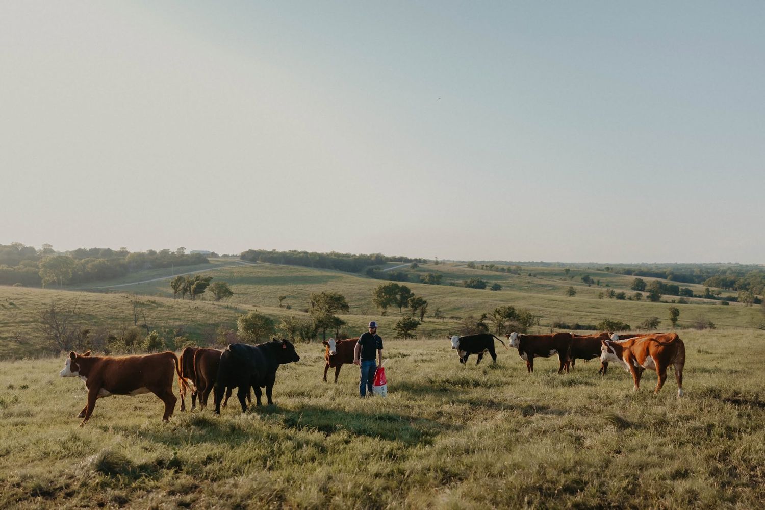 Couple standing among a herd of cattle in a vast open green pasture during golden hour.