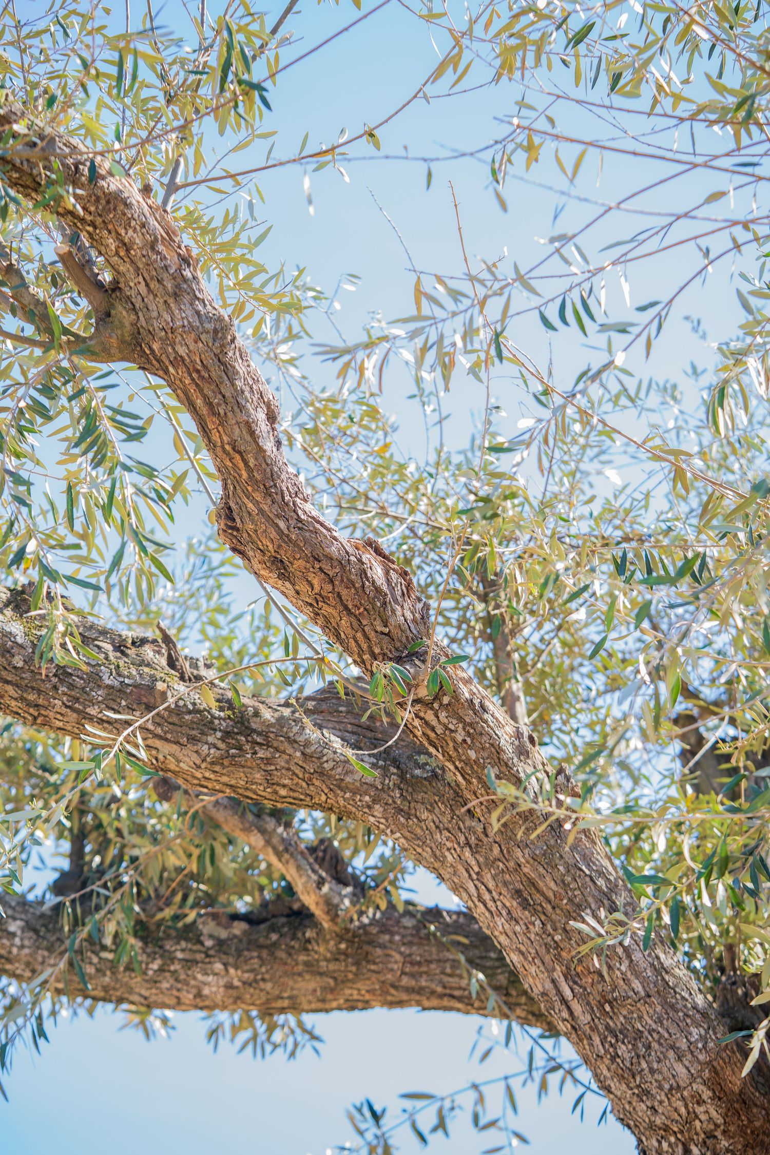 Oliviers centenaires d'un domaine en Provence.