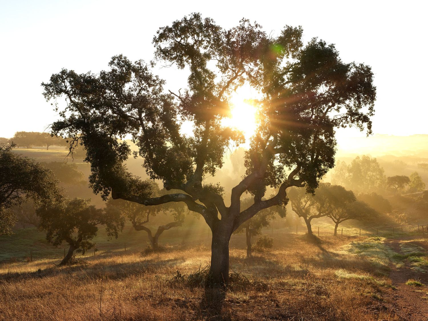 Golden sunlight bursting through the branches of a majestic oak tree in a dry California landscape.