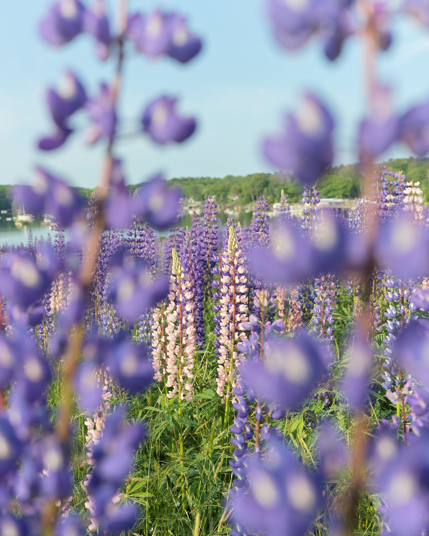 Field of vibrant purple lupine wildflowers in full bloom with a coastal town visible in the background.