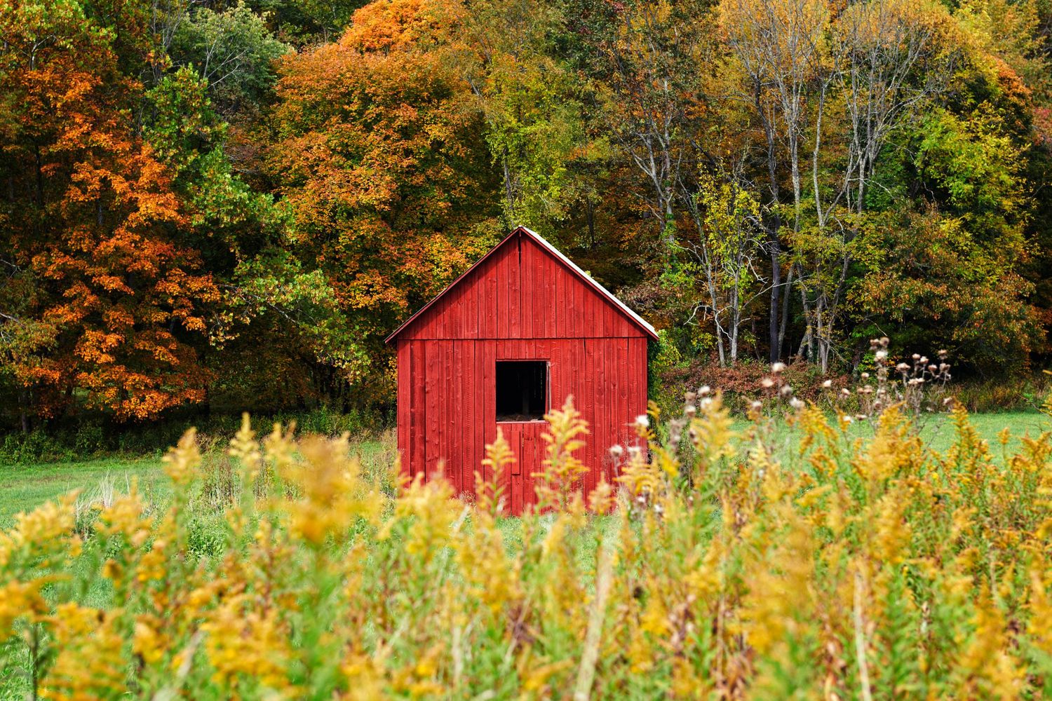 Vibrant red barn surrounded by colorful autumn foliage and wildflowers in a rural countryside setting.