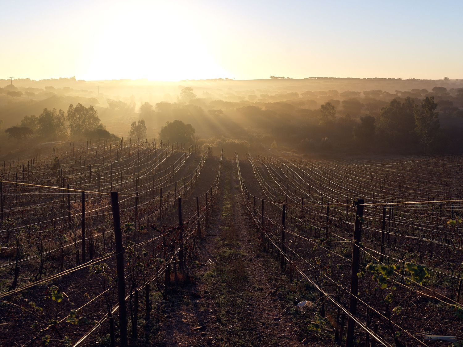 Sunlit vineyard rows at golden hour with misty morning light and rolling hills in the background.