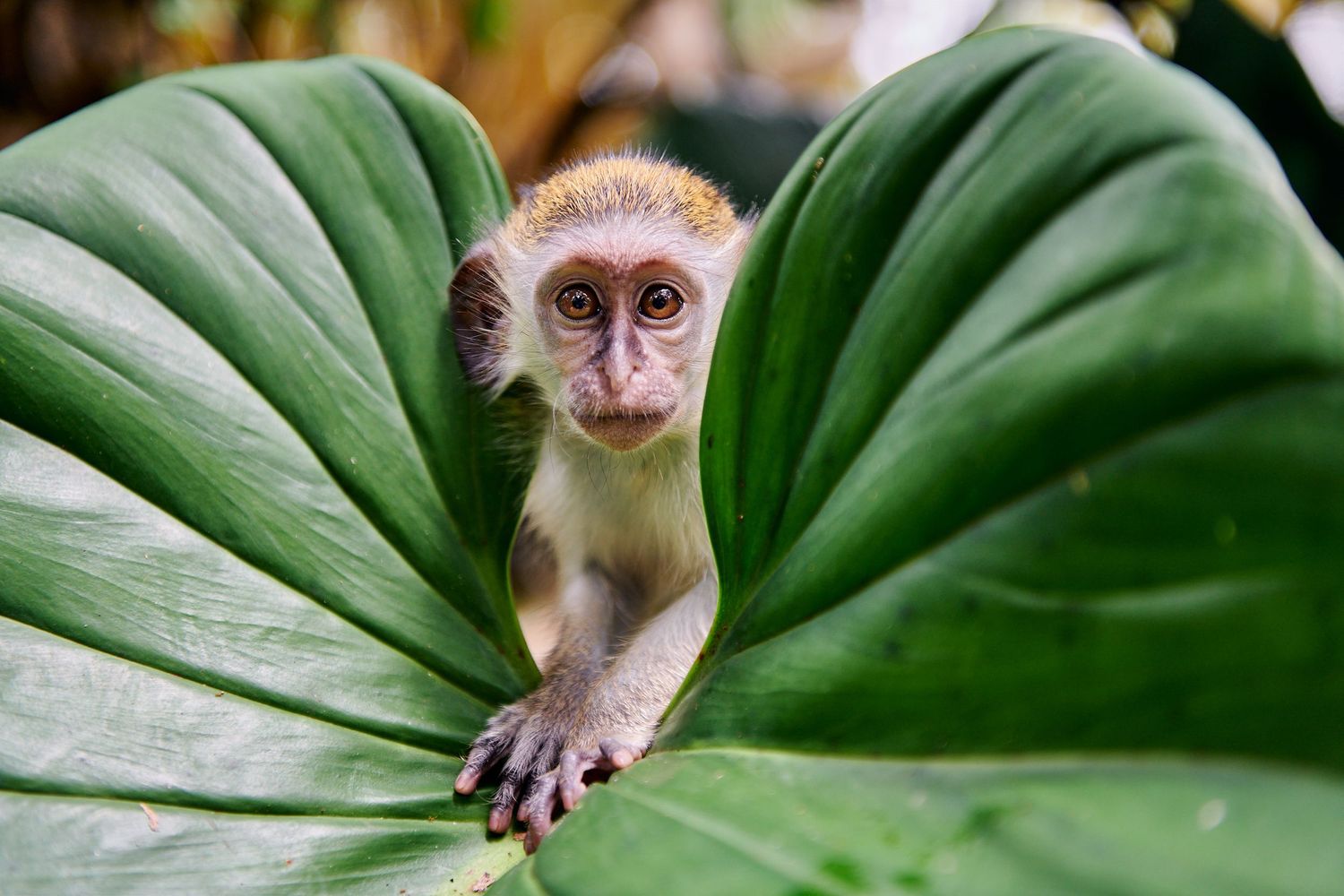 Curious baby vervet monkey peering through large tropical green leaves in natural habitat.