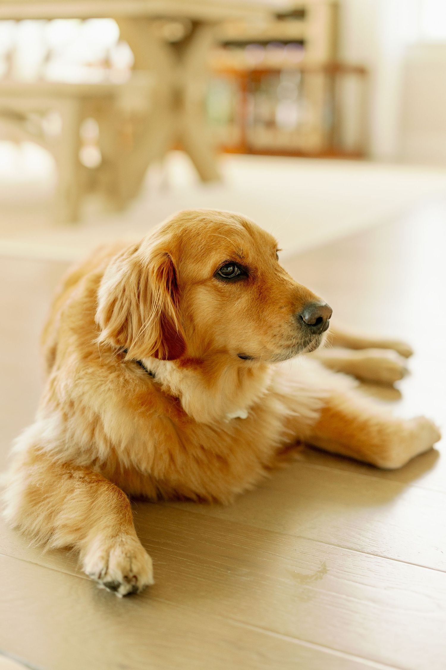 Golden retriever dog resting on hardwood floor indoors with soft natural light in background.