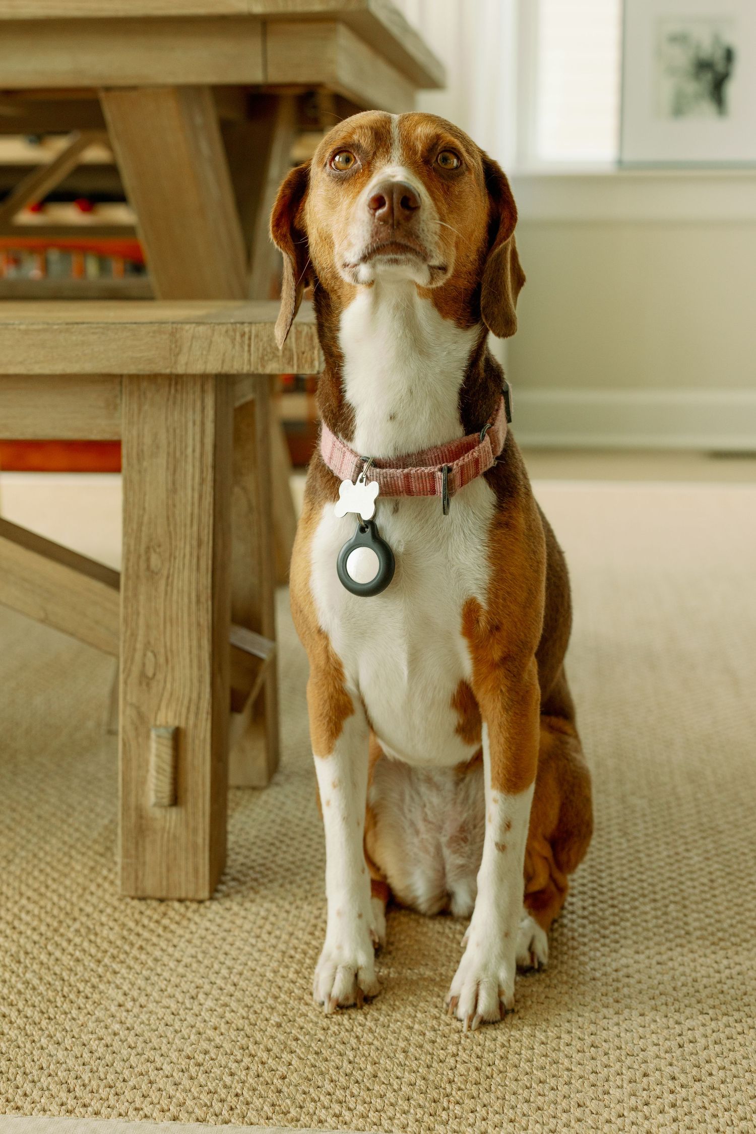 Brown and white beagle dog sitting attentively indoors wearing a pink collar with an AirTag.
