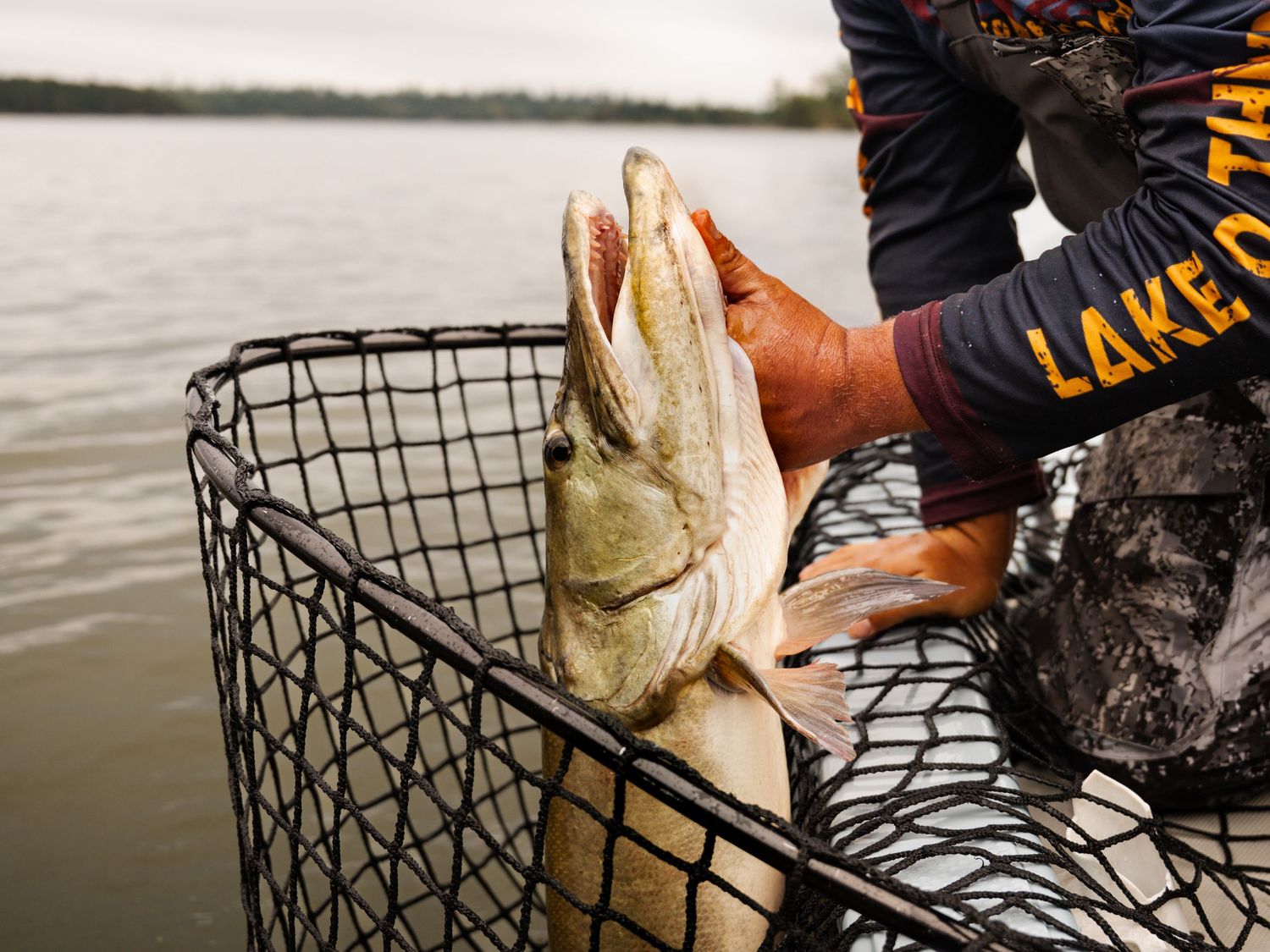 Large freshly caught fish being held over a fishing net on a boat.