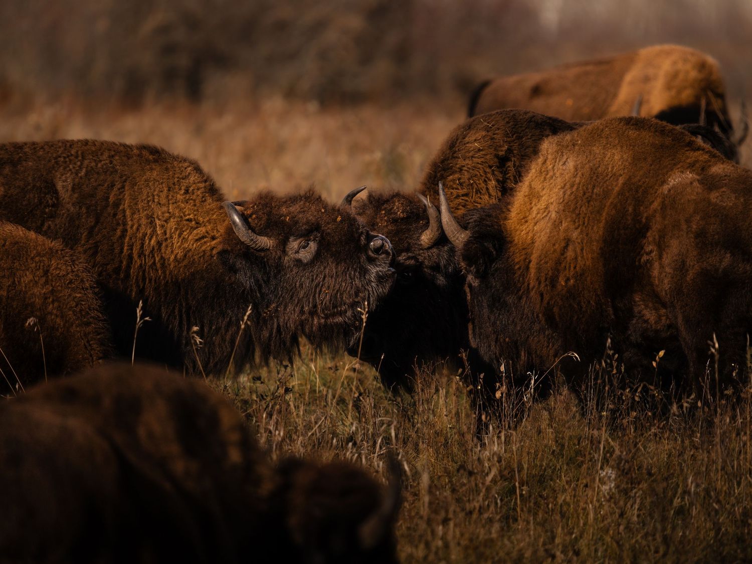 Herd of bison grazing in golden prairie grass during sunset.