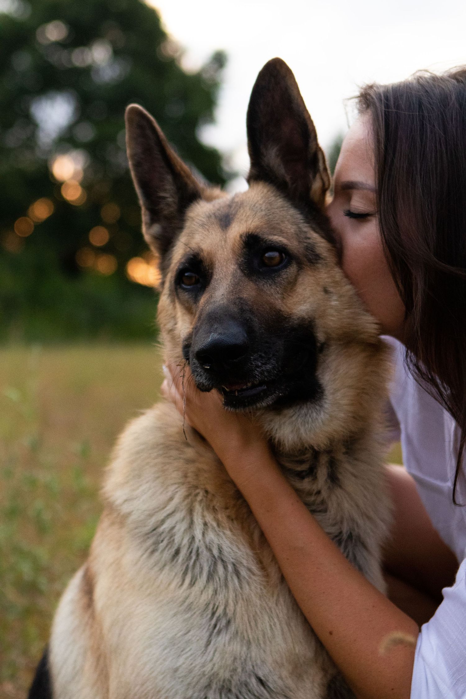 Close-up portrait of German Shepherd dog being embraced outdoors.