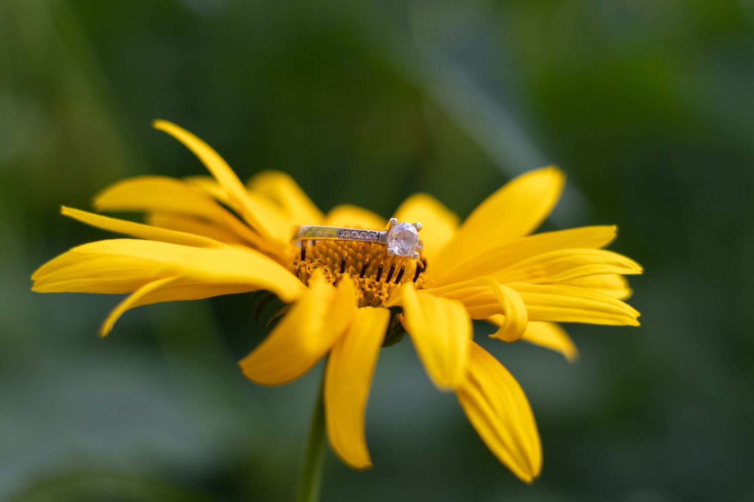 Macro shot of a honey bee collecting pollen on bright yellow daisy flower petals.