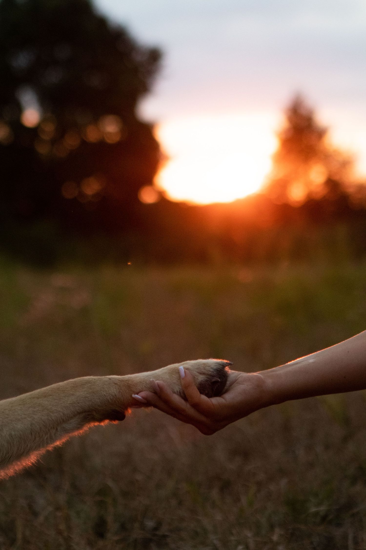 Two hands reach toward each other against a sunset backdrop in a field.