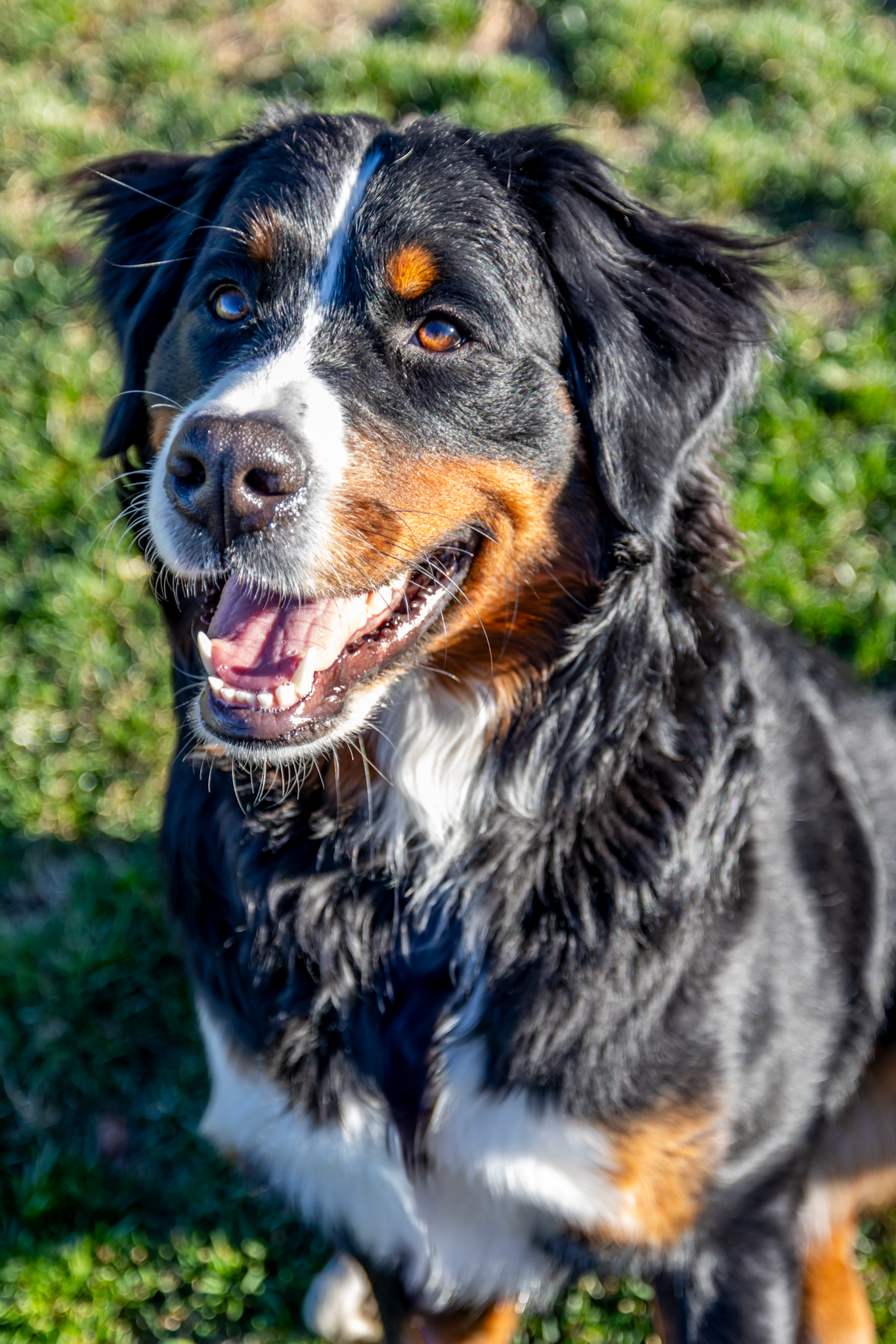A close-up sequence of a Bernese Mountain dog with black, white and tan fur showing different facial expressions.