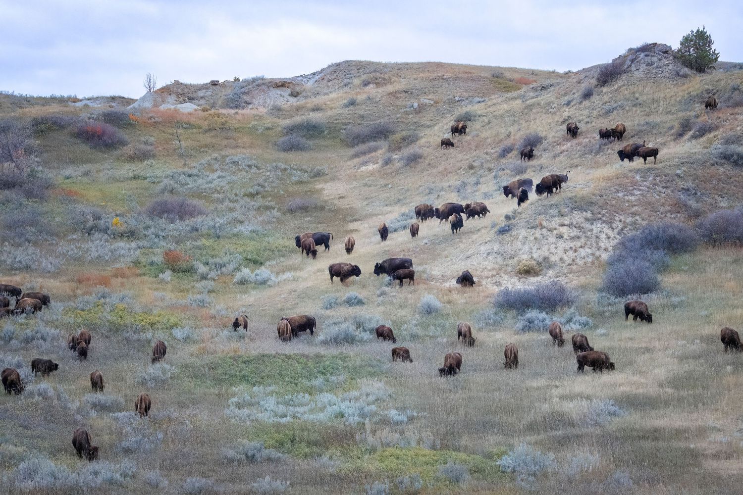 A herd of wild buffalo grazes on the grassy slopes of a rolling hillside during fall in North Dakota.