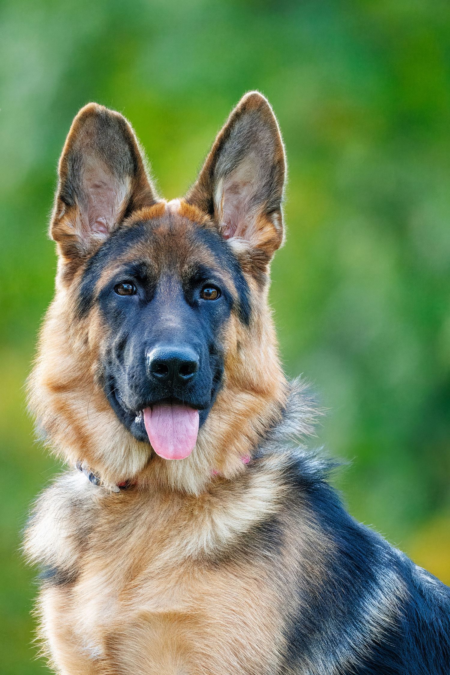 A German Shepherd dog with red and black fur poses alertly with ears perked up and tongue out against a blurred green background.