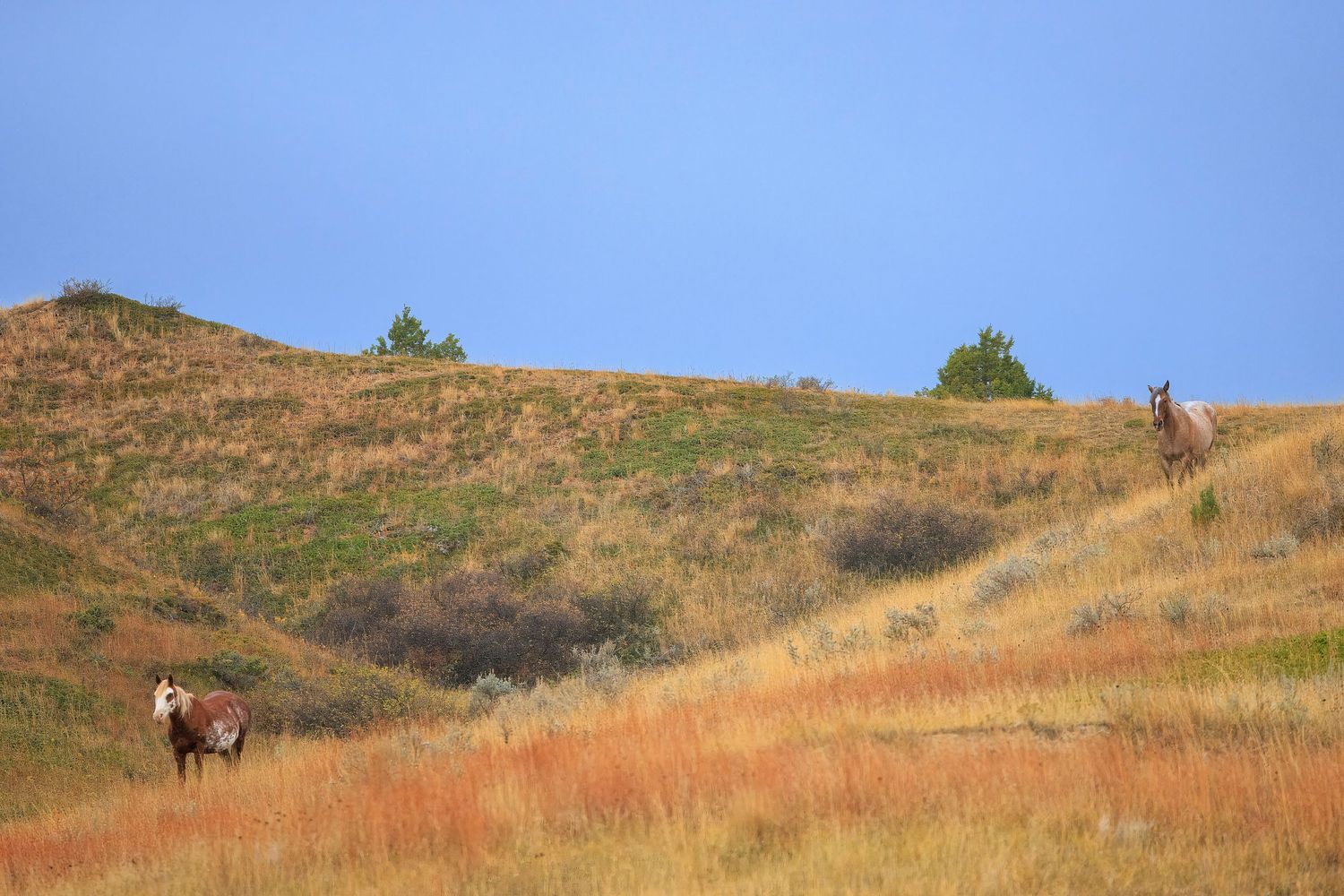 Wild horses grazing on a golden hillside in Theodore Roosevelt National Park against blue sky on a sunny autumn day.